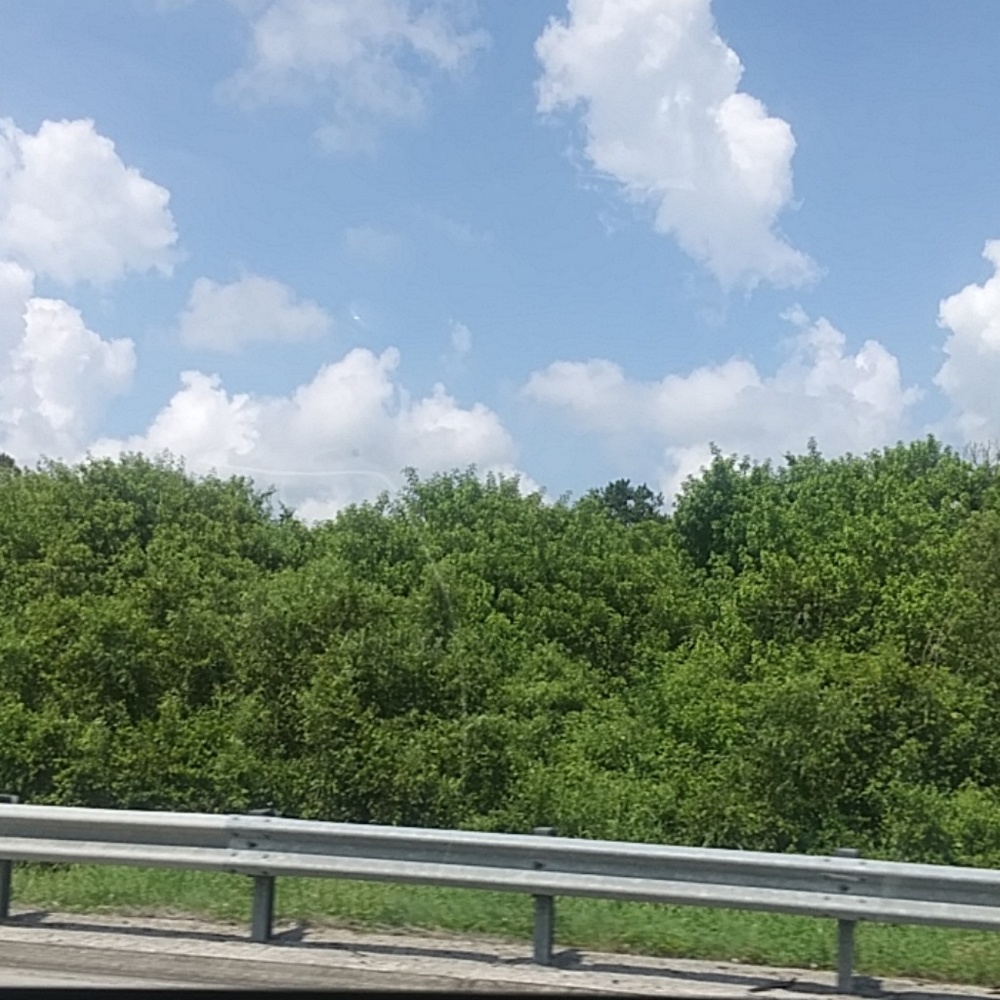 Trees